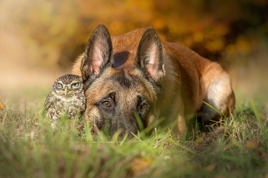 Dog-Ingo-Owl-Friends-Tanja-Brandt