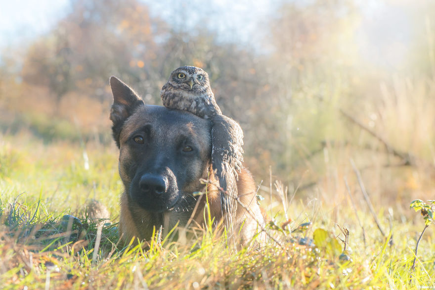 Dog-Ingo-Owl-Friends-Tanja-Brandt