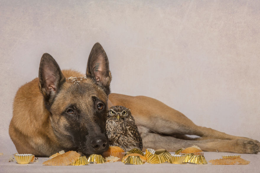 Dog-Ingo-Owl-Friends-Tanja-Brandt