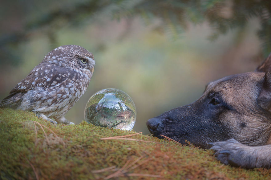 Dog-Ingo-Owl-Friends-Tanja-Brandt