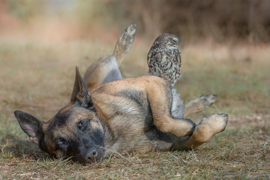 Dog-Ingo-Owl-Friends-Tanja-Brandt