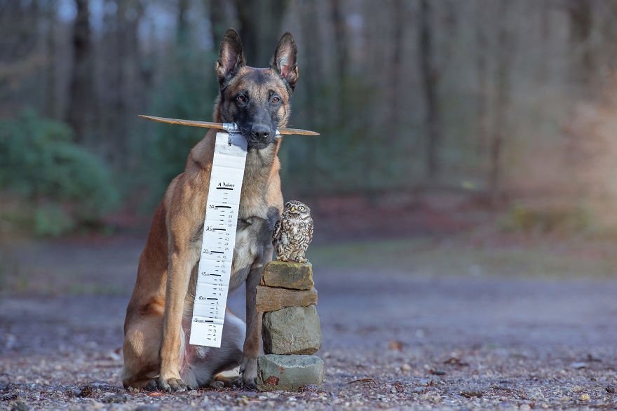 Dog-Ingo-Owl-Friends-Tanja-Brandt