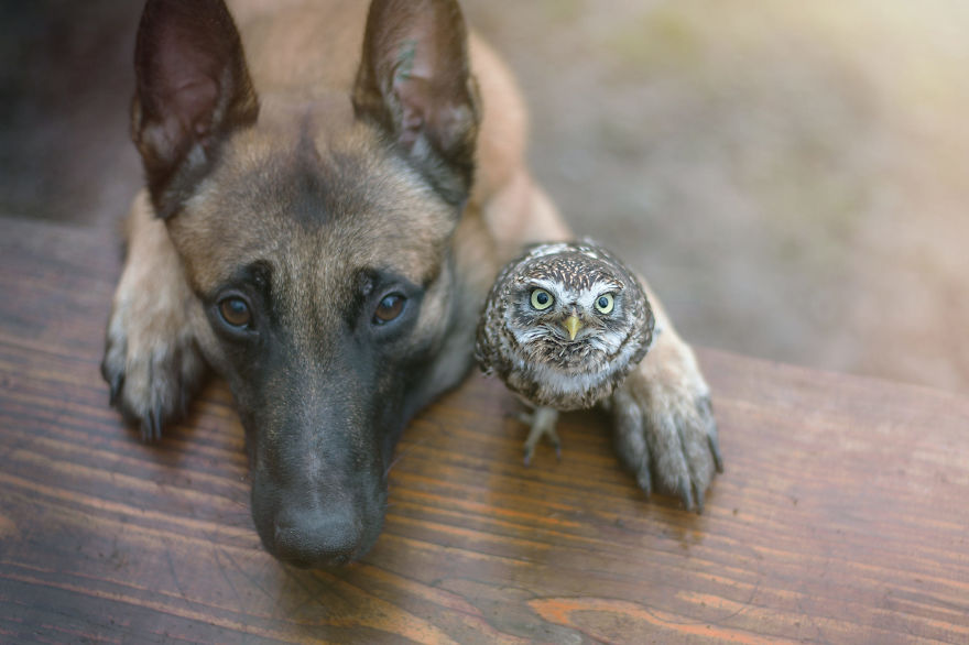Dog-Ingo-Owl-Friends-Tanja-Brandt