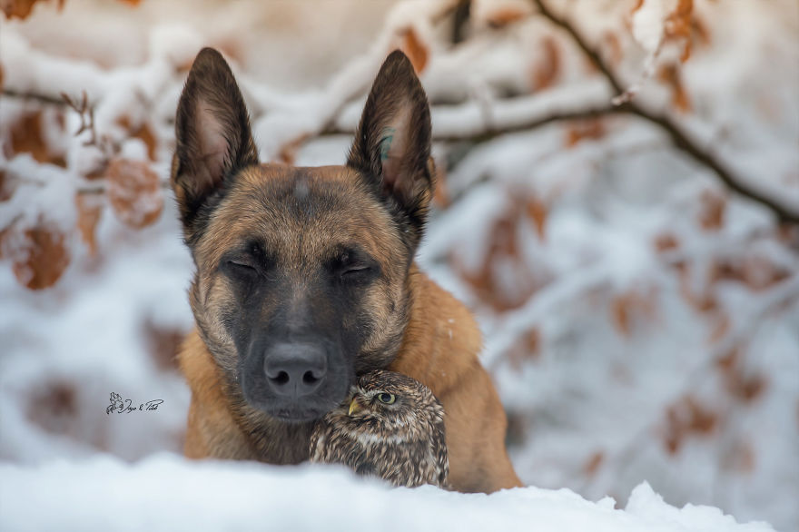 Dog-Ingo-Owl-Friends-Tanja-Brandt
