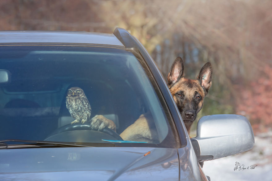 Dog-Ingo-Owl-Friends-Tanja-Brandt