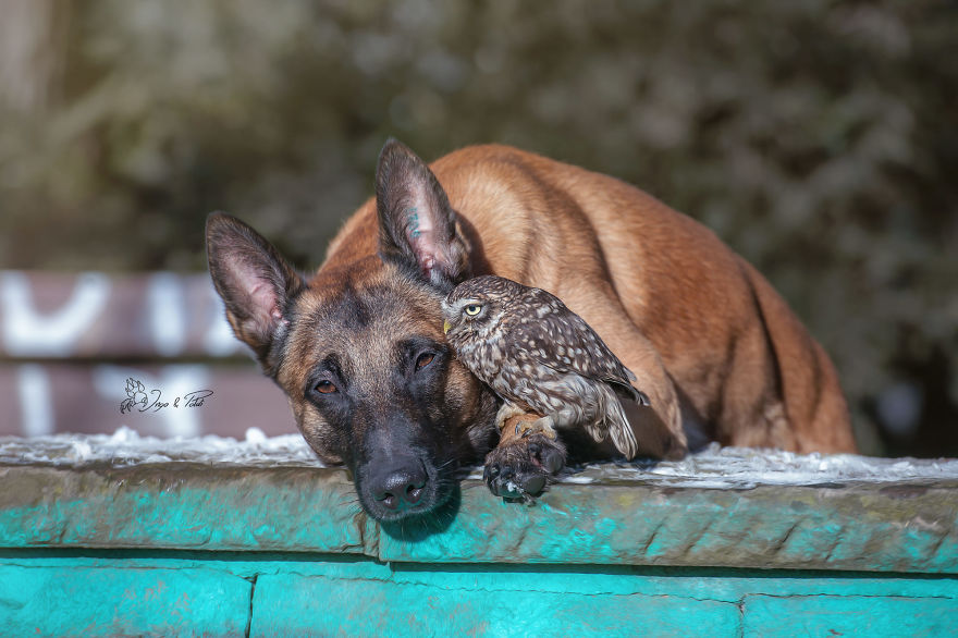 Dog-Ingo-Owl-Friends-Tanja-Brandt