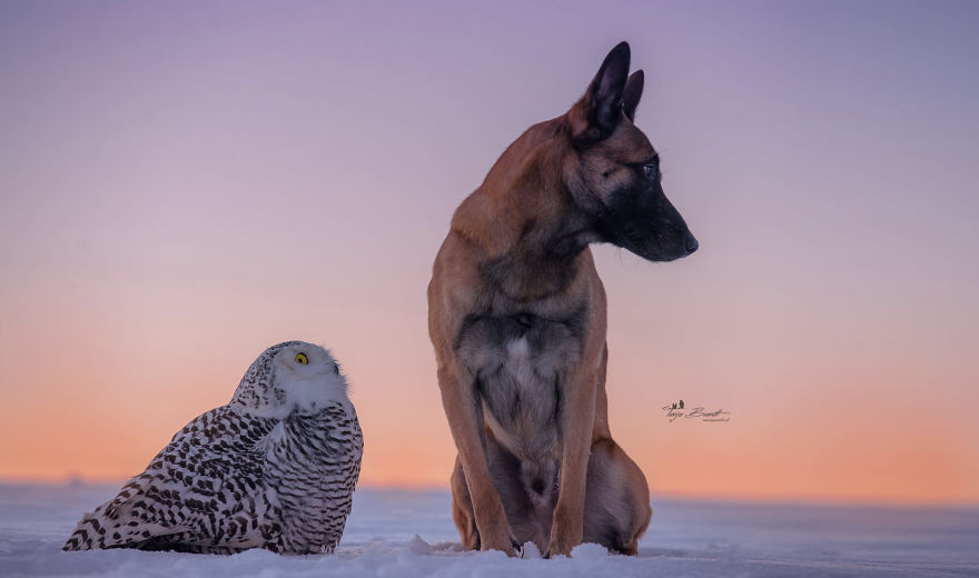 Dog-Ingo-Owl-Friends-Tanja-Brandt