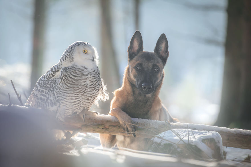 Dog-Ingo-Owl-Friends-Tanja-Brandt