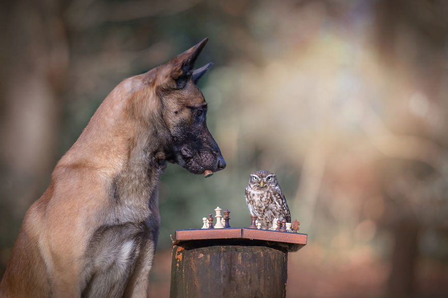 Dog-Ingo-Owl-Friends-Tanja-Brandt