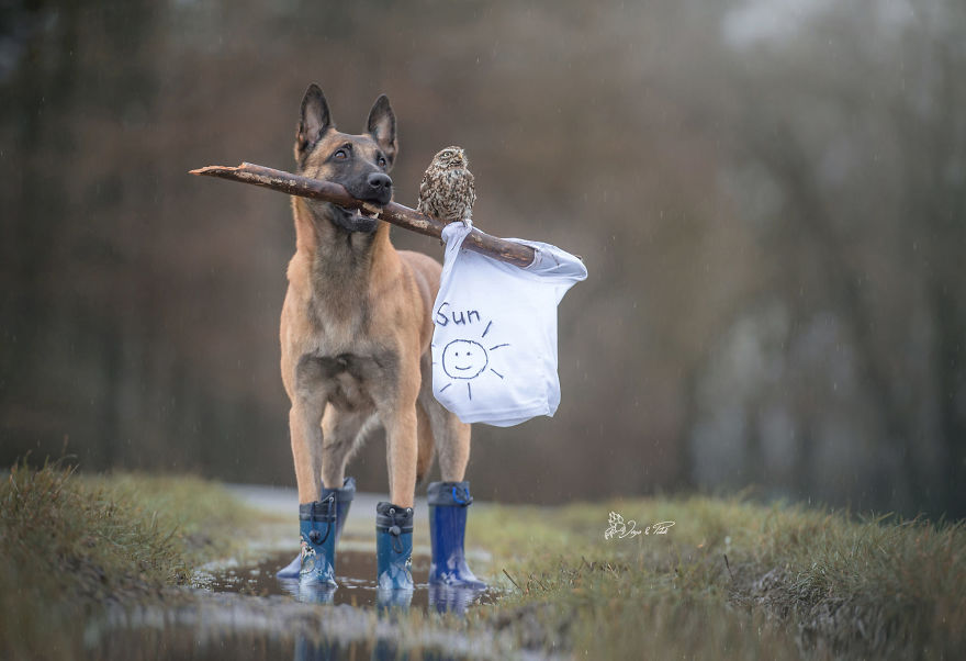 Dog-Ingo-Owl-Friends-Tanja-Brandt