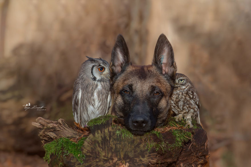Dog-Ingo-Owl-Friends-Tanja-Brandt