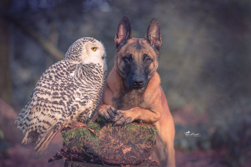 Dog-Ingo-Owl-Friends-Tanja-Brandt
