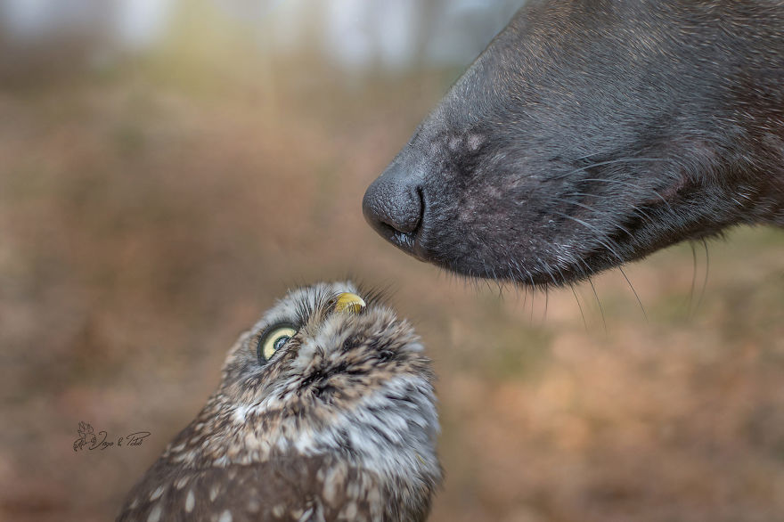 Dog-Ingo-Owl-Friends-Tanja-Brandt