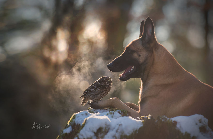 Dog-Ingo-Owl-Friends-Tanja-Brandt