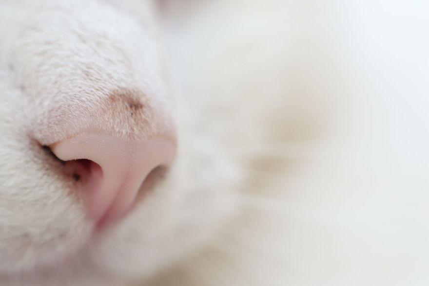 Cat-Noses-Macro-Photography