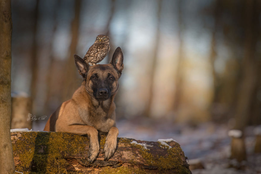 Dog-Ingo-Owl-Friends-Tanja-Brandt