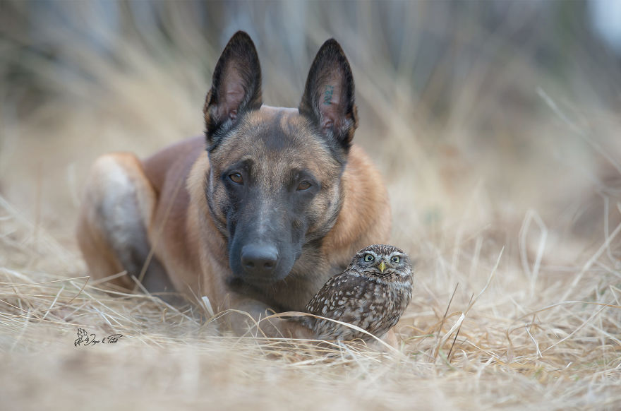 Dog-Ingo-Owl-Friends-Tanja-Brandt