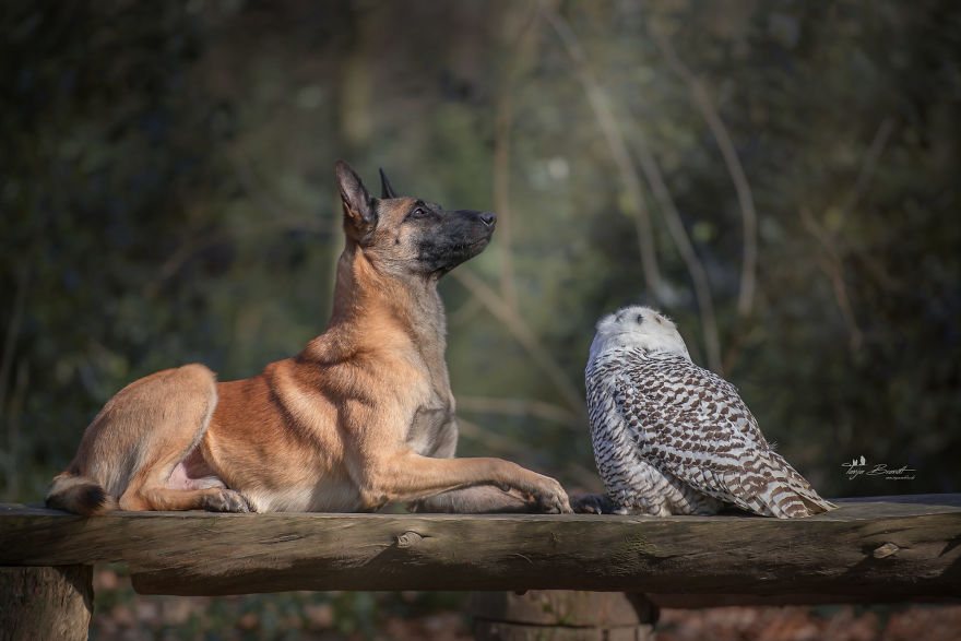 Dog-Ingo-Owl-Friends-Tanja-Brandt