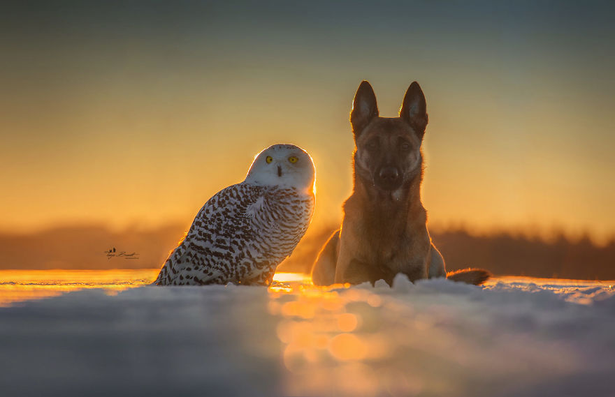 Dog-Ingo-Owl-Friends-Tanja-Brandt