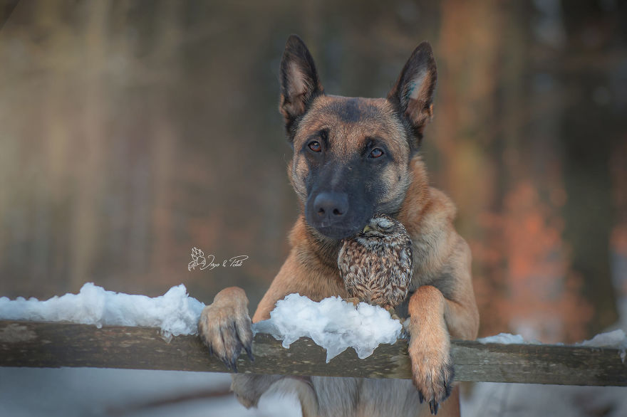 Dog-Ingo-Owl-Friends-Tanja-Brandt