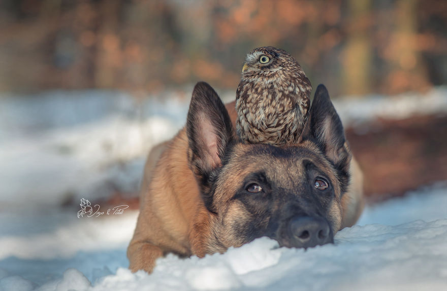 Dog-Ingo-Owl-Friends-Tanja-Brandt