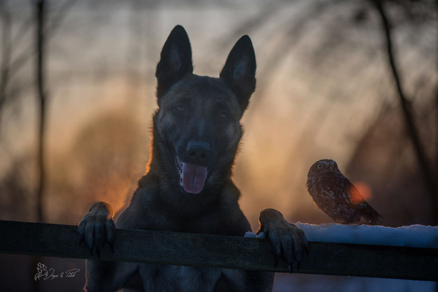 Dog-Ingo-Owl-Friends-Tanja-Brandt