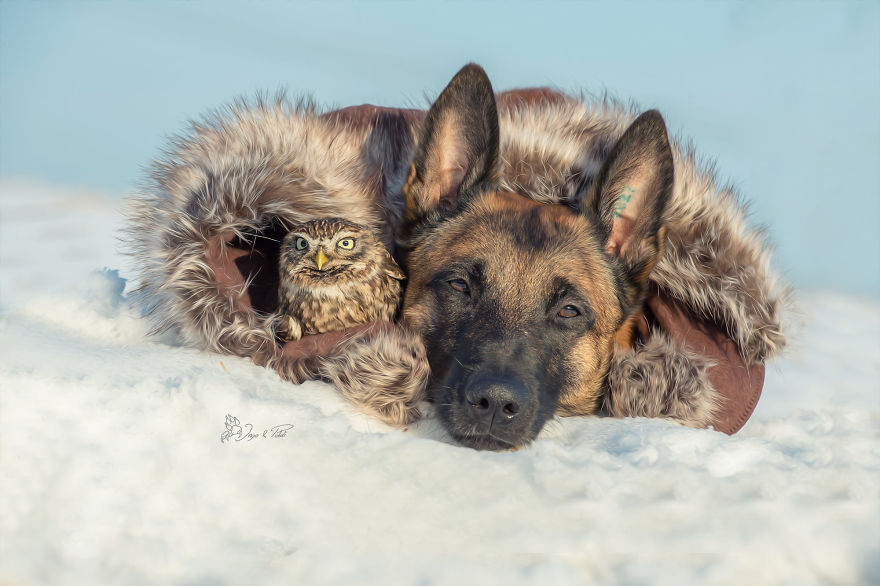 Dog-Ingo-Owl-Friends-Tanja-Brandt
