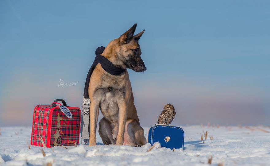 Dog-Ingo-Owl-Friends-Tanja-Brandt
