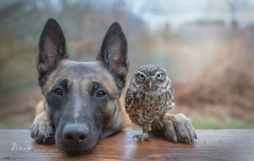Dog-Ingo-Owl-Friends-Tanja-Brandt