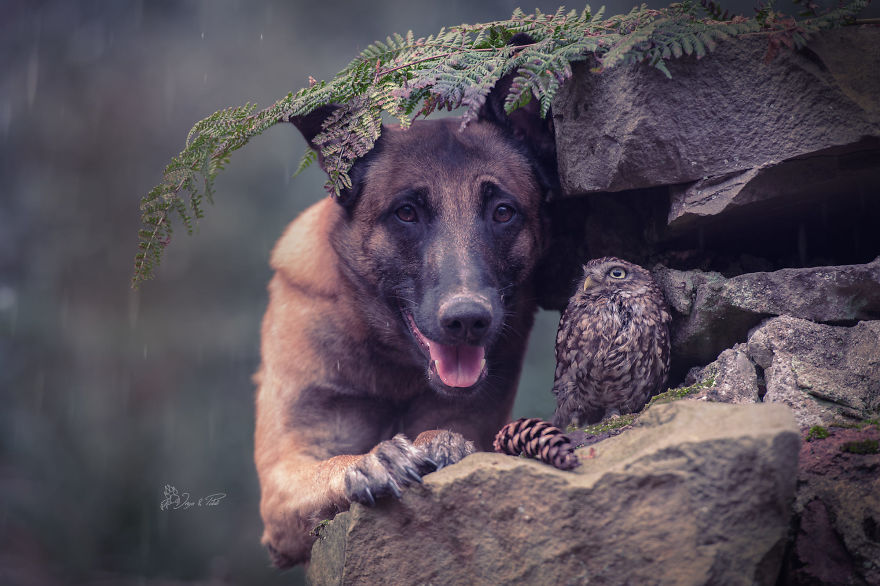 Dog-Ingo-Owl-Friends-Tanja-Brandt