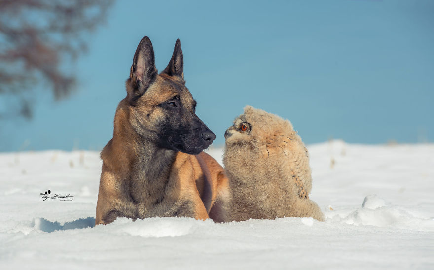 Dog-Ingo-Owl-Friends-Tanja-Brandt