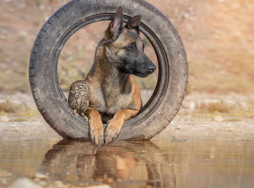 Dog-Ingo-Owl-Friends-Tanja-Brandt