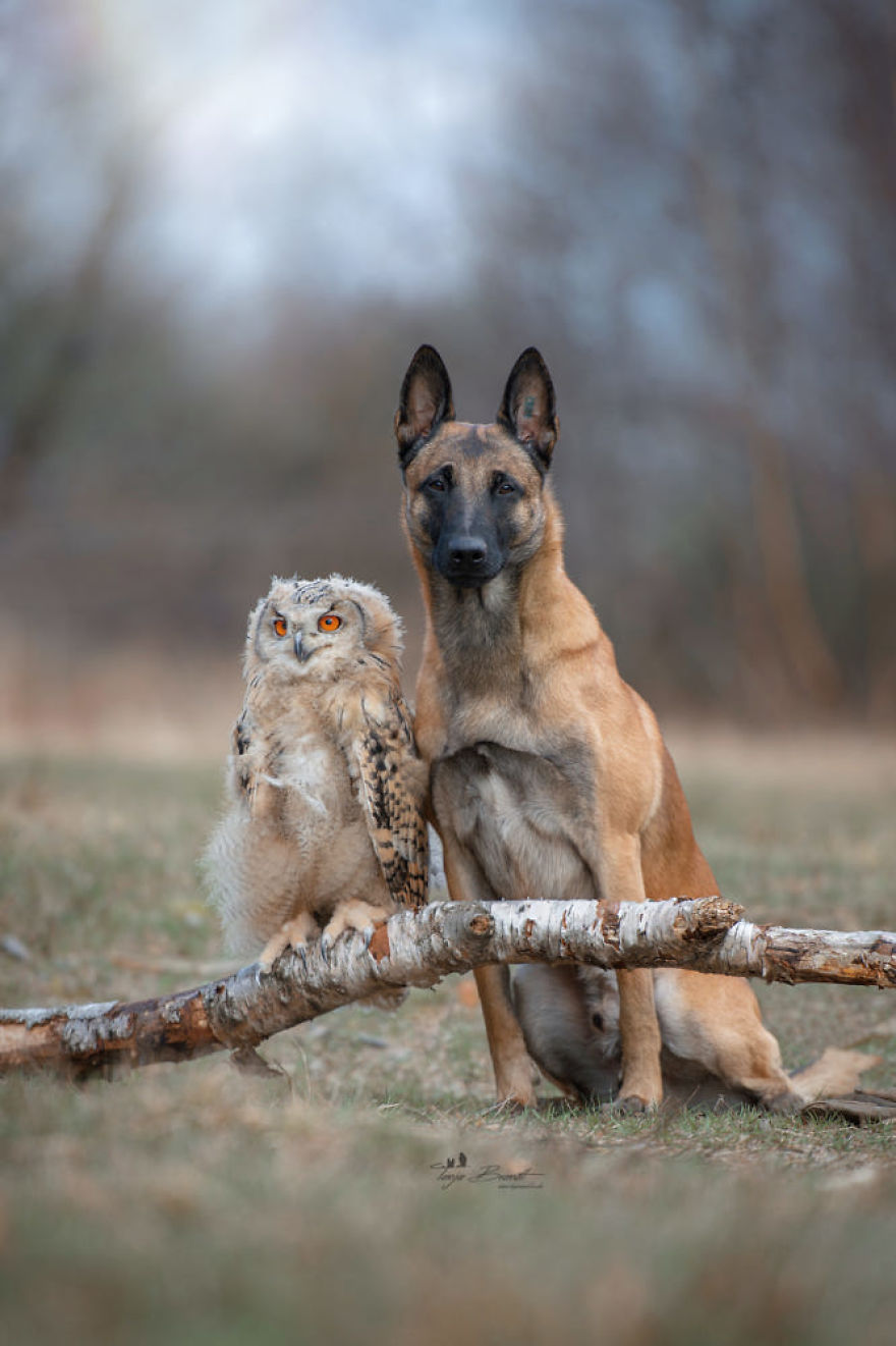Dog-Ingo-Owl-Friends-Tanja-Brandt