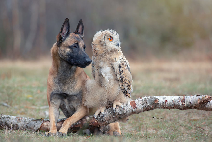 Dog-Ingo-Owl-Friends-Tanja-Brandt