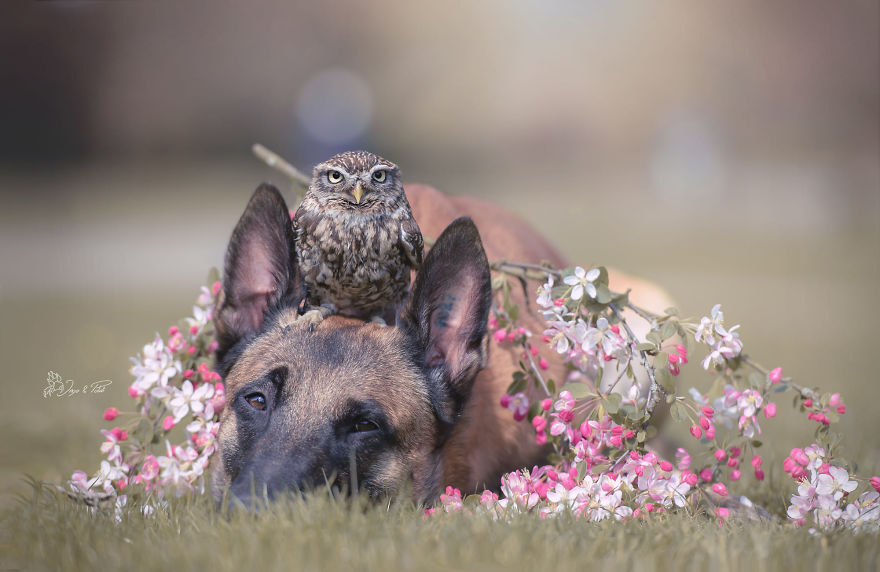 Dog-Ingo-Owl-Friends-Tanja-Brandt