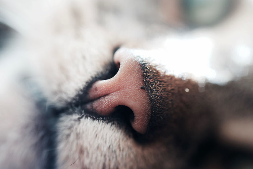 Cat-Noses-Macro-Photography
