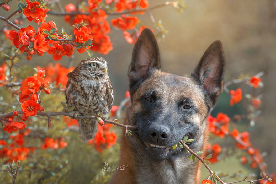 Dog-Ingo-Owl-Friends-Tanja-Brandt