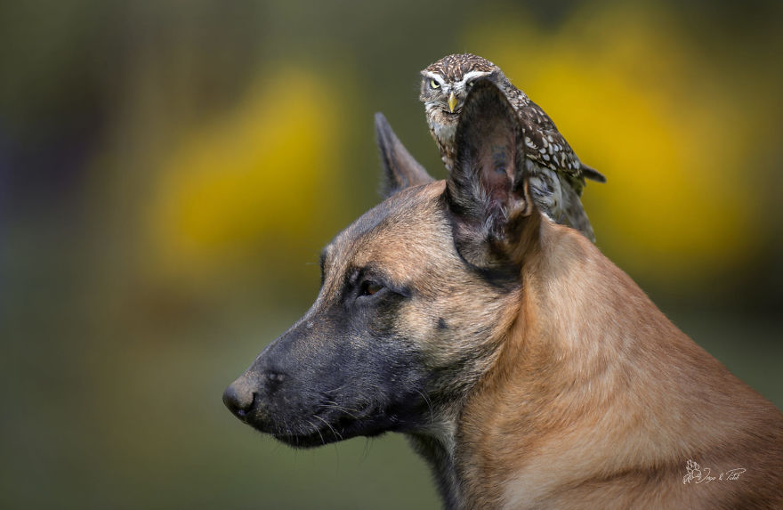 Dog-Ingo-Owl-Friends-Tanja-Brandt