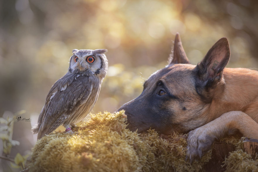 Dog-Ingo-Owl-Friends-Tanja-Brandt