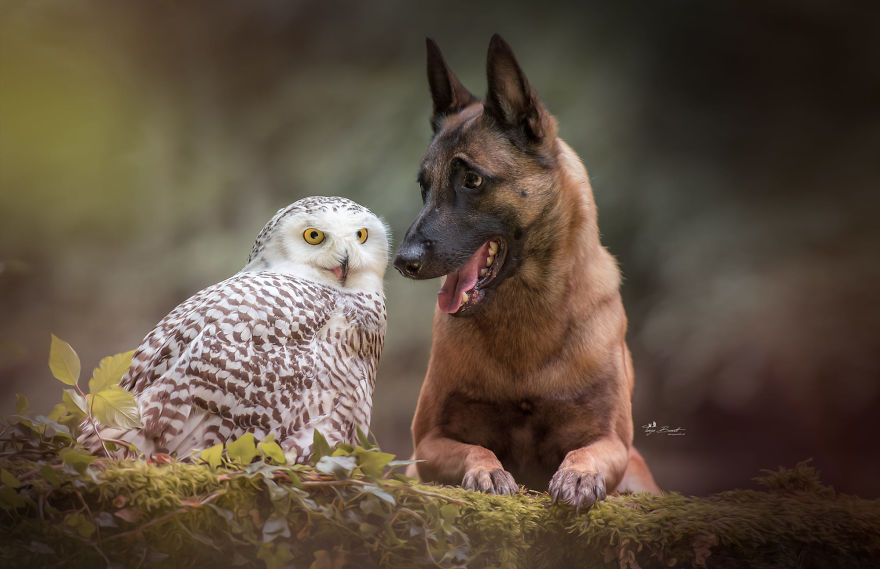 Dog-Ingo-Owl-Friends-Tanja-Brandt