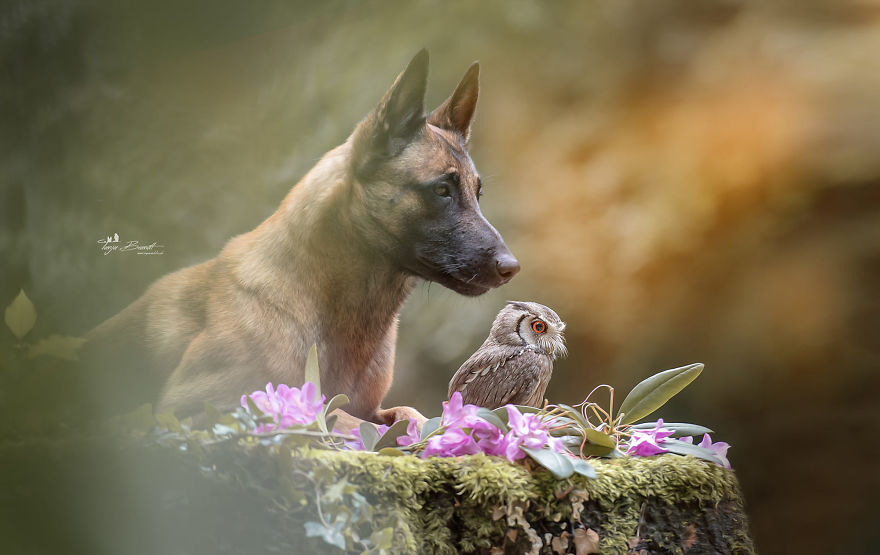 Dog-Ingo-Owl-Friends-Tanja-Brandt