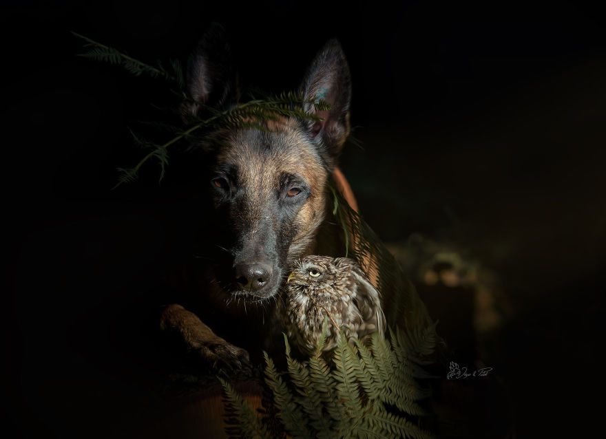 Dog-Ingo-Owl-Friends-Tanja-Brandt