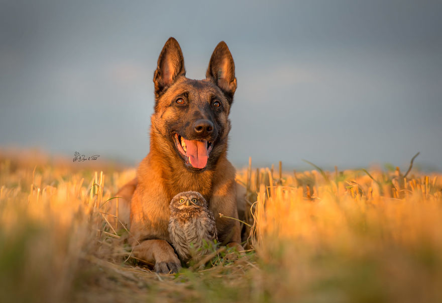 Dog-Ingo-Owl-Friends-Tanja-Brandt