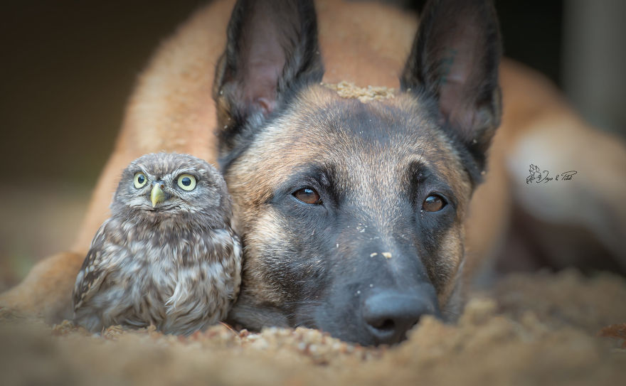 Dog-Ingo-Owl-Friends-Tanja-Brandt
