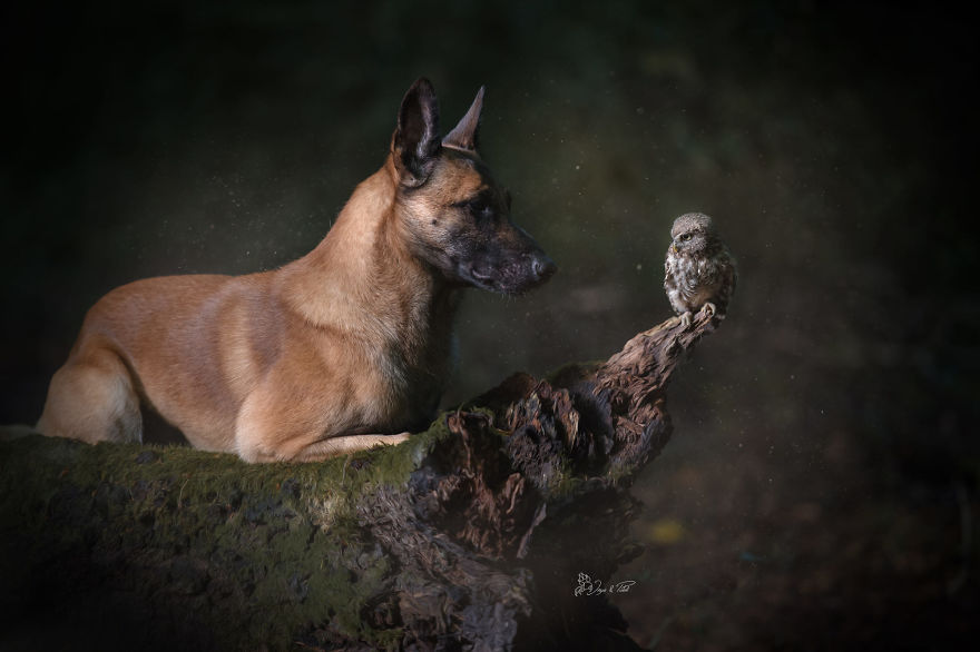 Dog-Ingo-Owl-Friends-Tanja-Brandt