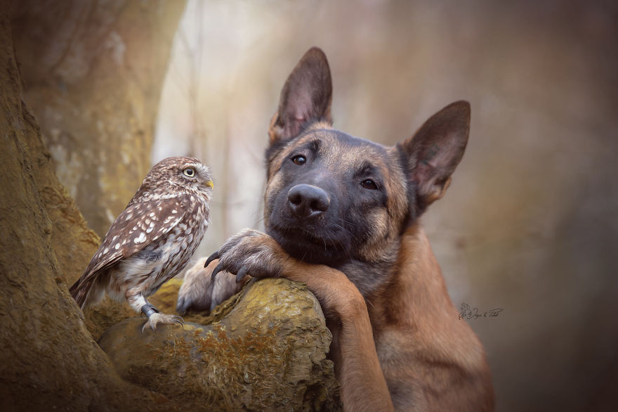 Dog-Ingo-Owl-Friends-Tanja-Brandt