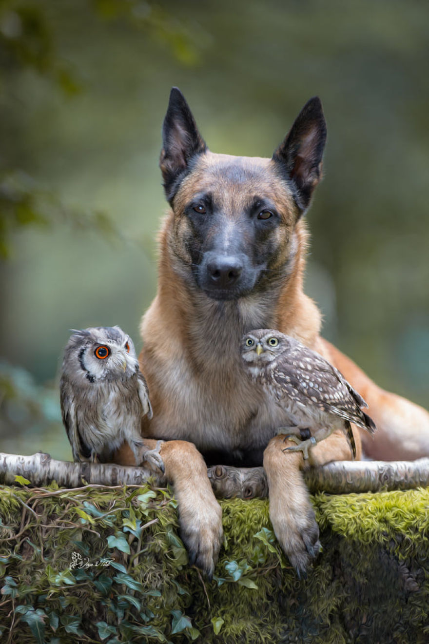 Dog-Ingo-Owl-Friends-Tanja-Brandt