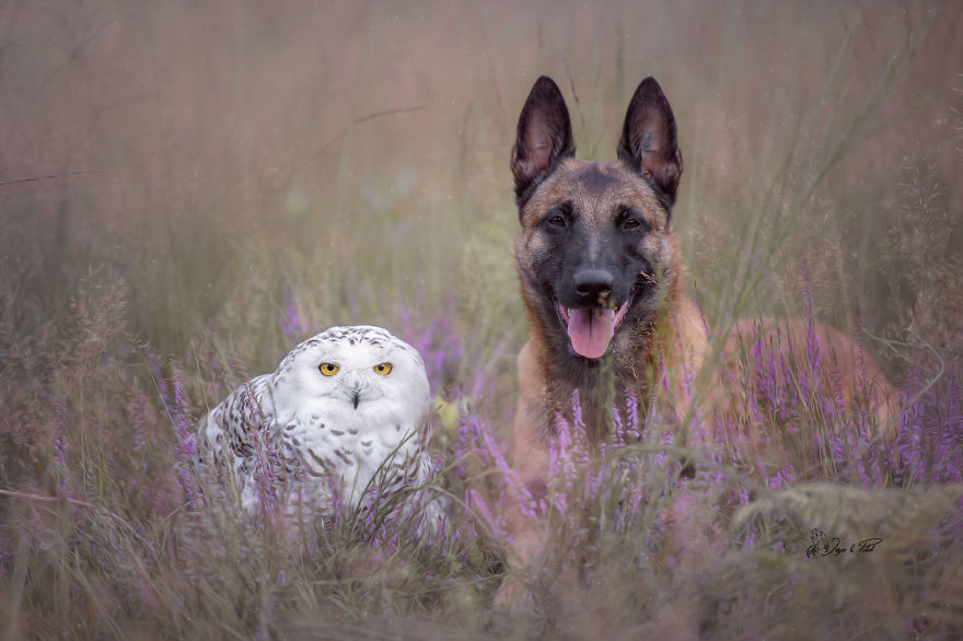 Dog-Ingo-Owl-Friends-Tanja-Brandt