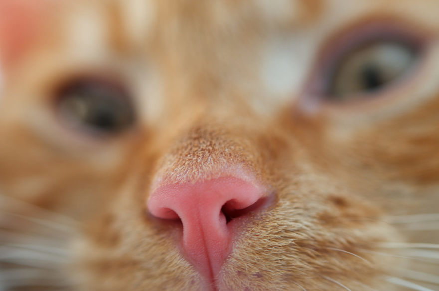 Cat-Noses-Macro-Photography