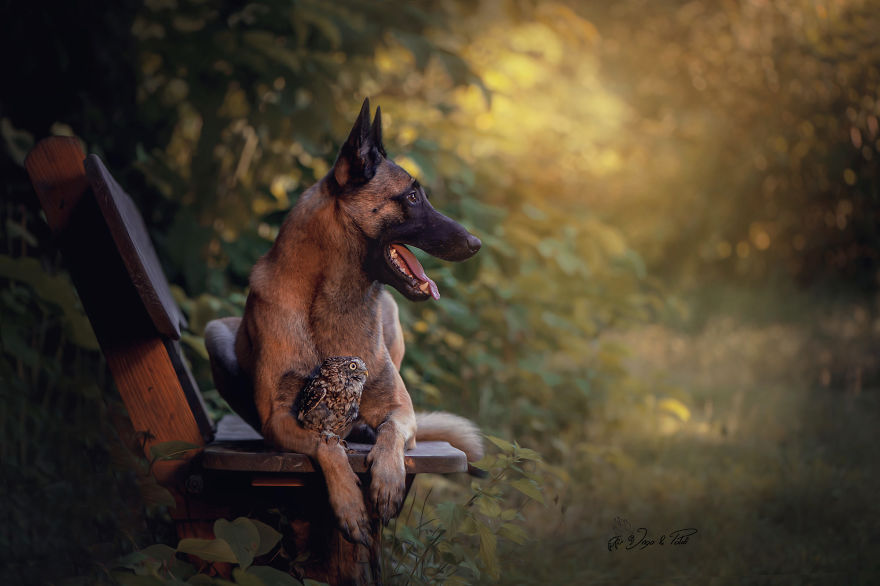 Dog-Ingo-Owl-Friends-Tanja-Brandt